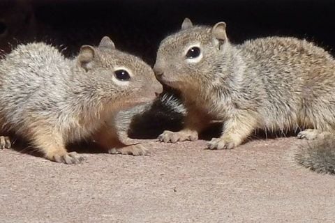 baby squirrels 480.jpg