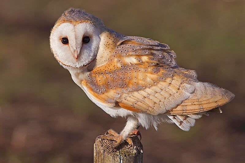 barn owl.jpg