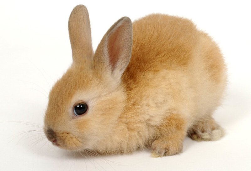 Cute-Red-Bunny.jpg